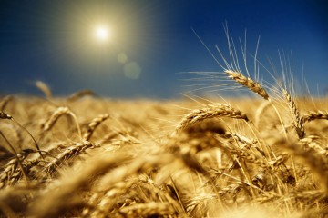 Привітання з Днем Конституції України