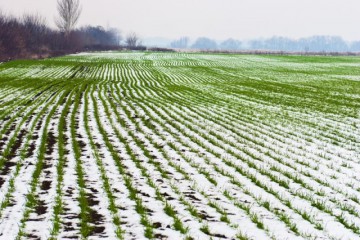 Урожай озимих і ранніх культур скоротиться через малосніжну зиму – Сергій Лабазюк 