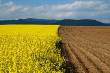«Підводні камені» орендних відносин
