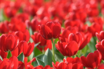Квіти від народного депутата до 8 Березня